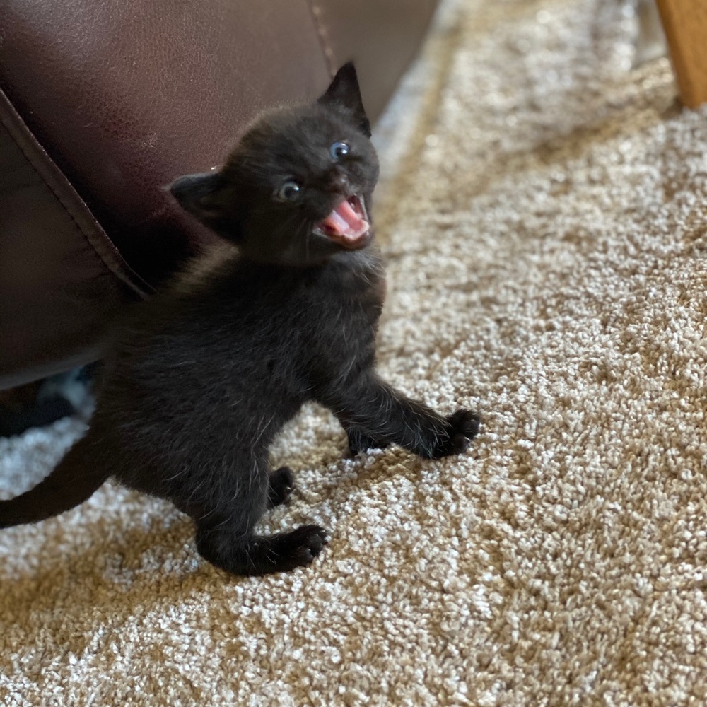 🐱 Kittens Update!🐱
